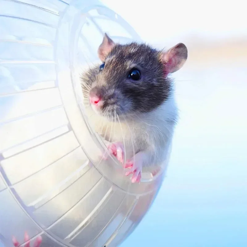MOONBIFFY Hamster Rennende Bal | Transparant Ademend Ontwerp | Kleine Dieren Fitness Toy | Loopwiel - Image 2