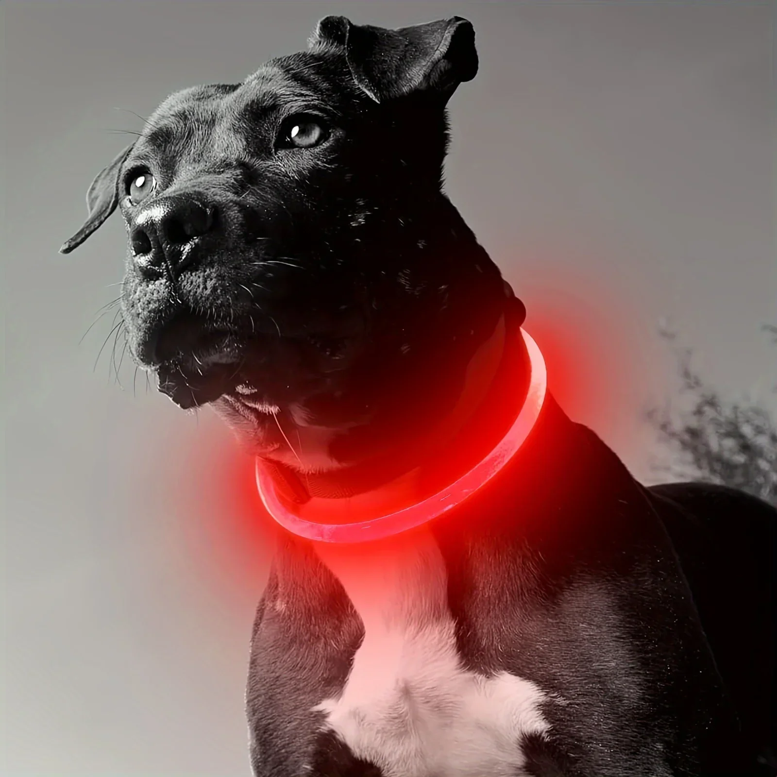 GlowPaws | Oplaadbare LED Veiligheidshalsband voor Honden met Meerdere Lichtstanden | Weerbestendig - Image 7