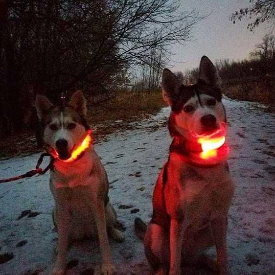 LED-halsband hond | Verhoogde zichtbaarheid in het donker | Meerdere en | Oplaadbaar | Duurzaam en waterbestendig | Geschikt voor alle hondenmaten - Image 16