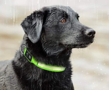 LED-halsband hond | Verhoogde zichtbaarheid in het donker | Meerdere en | Oplaadbaar | Duurzaam en waterbestendig | Geschikt voor alle hondenmaten - Image 3