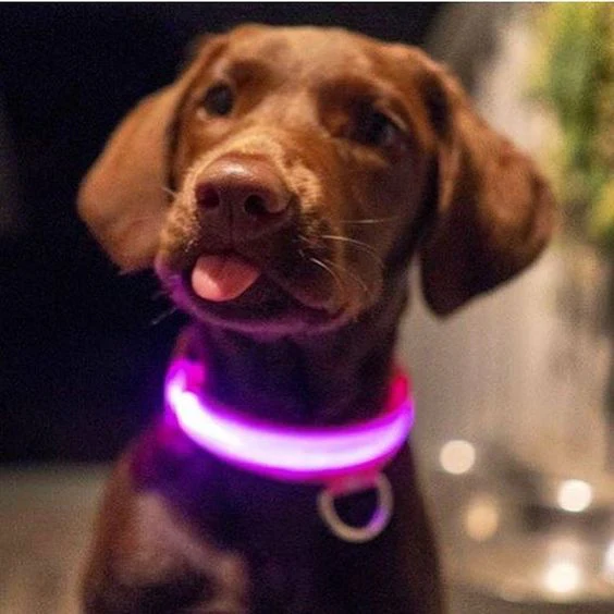 LED-halsband hond | Verhoogde zichtbaarheid in het donker | Meerdere en | Oplaadbaar | Duurzaam en waterbestendig | Geschikt voor alle hondenmaten - Image 5