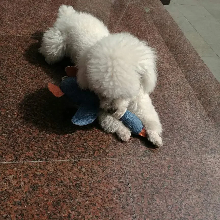 Pluche Gans Hondenspeeltje | Veilig Natuurlijk Katoen | Piepende Geluiden | Stimuleert Mondgezondheid | Geschikt voor Kleine en Middelgrote Honden | Gemakkelijk te Reinigen | 32 cm Lang - Image 4