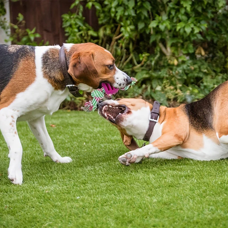 Interactief kauwspeelgoed hond | Sterk rubber met rijk touw | Bevordert tandgezondheid en actieve speeltijd | Geschikt voor alle honden | 18 cm - Image 13