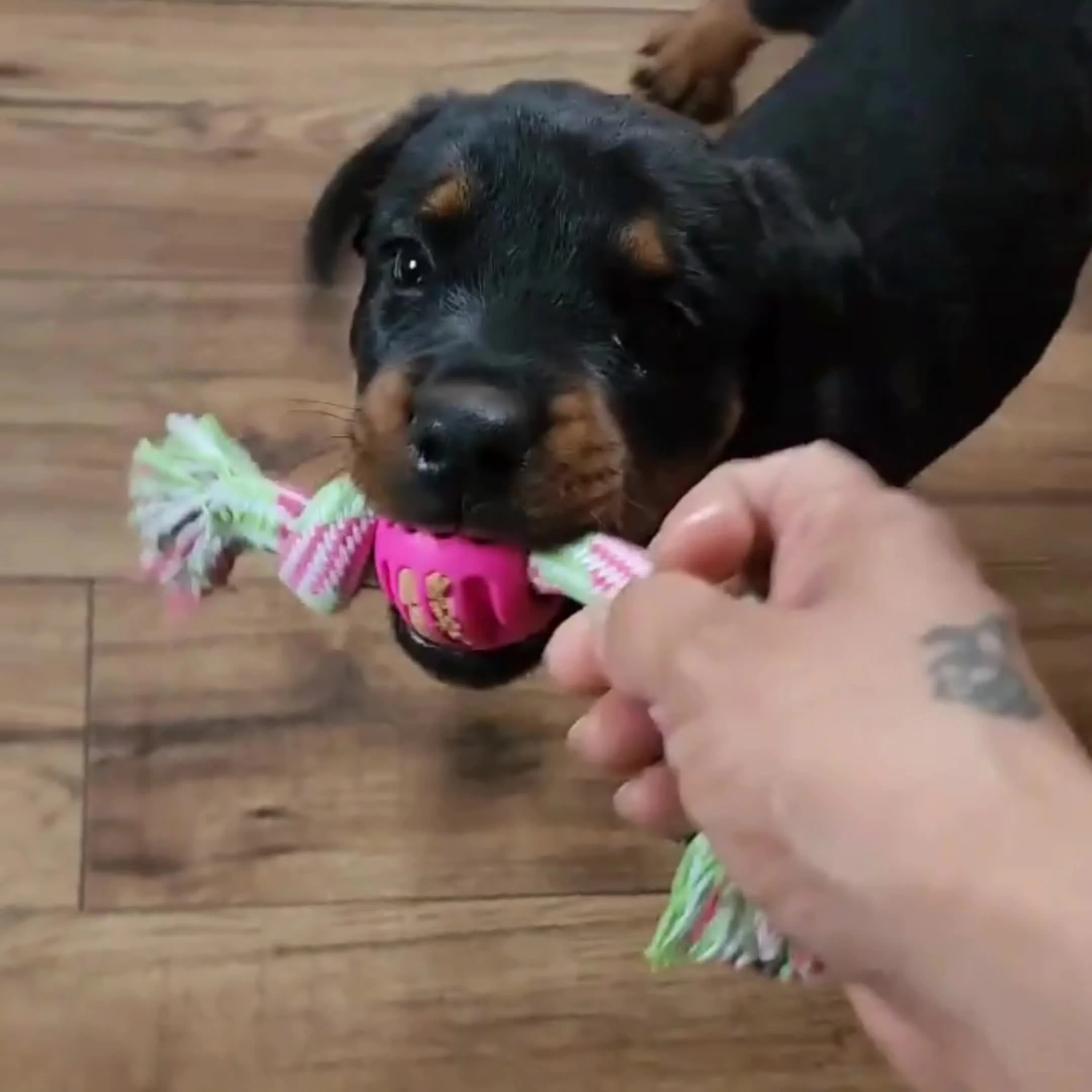 Interactief kauwspeelgoed hond | Sterk rubber met rijk touw | Bevordert tandgezondheid en actieve speeltijd | Geschikt voor alle honden | 18 cm - Image 14