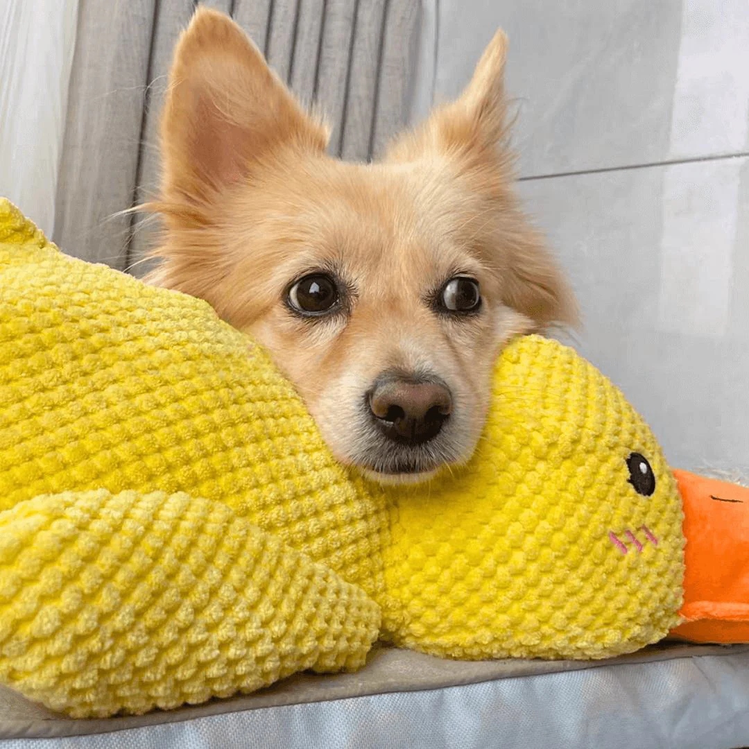 Kalmerend hondenspeelgoed eend | Zacht knuffelspeelgoed voor honden | Stressverlagend kauwspeelgoed | Duurzaam polyester | Voor angstige en gevoelige honden - Image 4