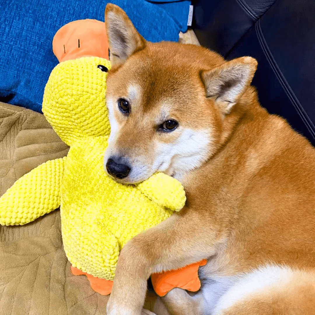 Kalmerend hondenspeelgoed eend | Zacht knuffelspeelgoed voor honden | Stressverlagend kauwspeelgoed | Duurzaam polyester | Voor angstige en gevoelige honden - Image 6