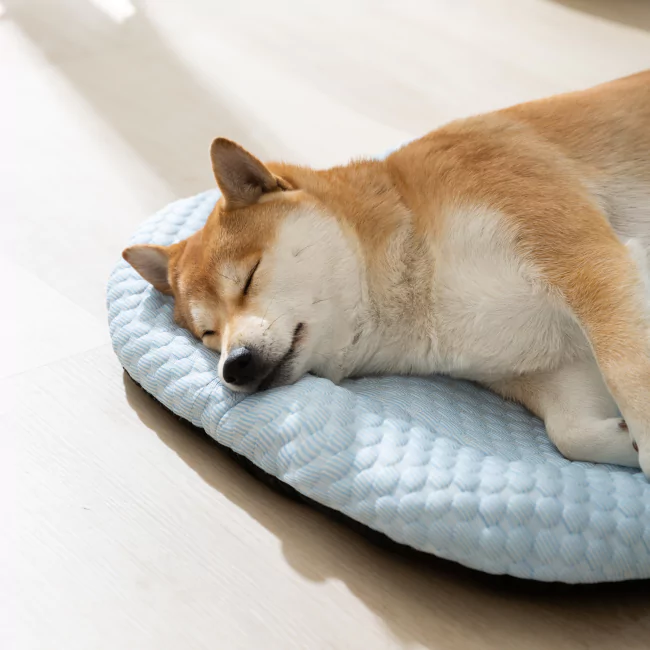 Verkoelende IJs-Zijde Mat voor Honden | Zacht en Comfortabel | Bescherming tegen Warmte | Gemaakt van 3D Vezels | Helpt Hoofd en Nek koel houden | Gemakkelijk in Gebruik | Geen Opladen Nodig - Image 2