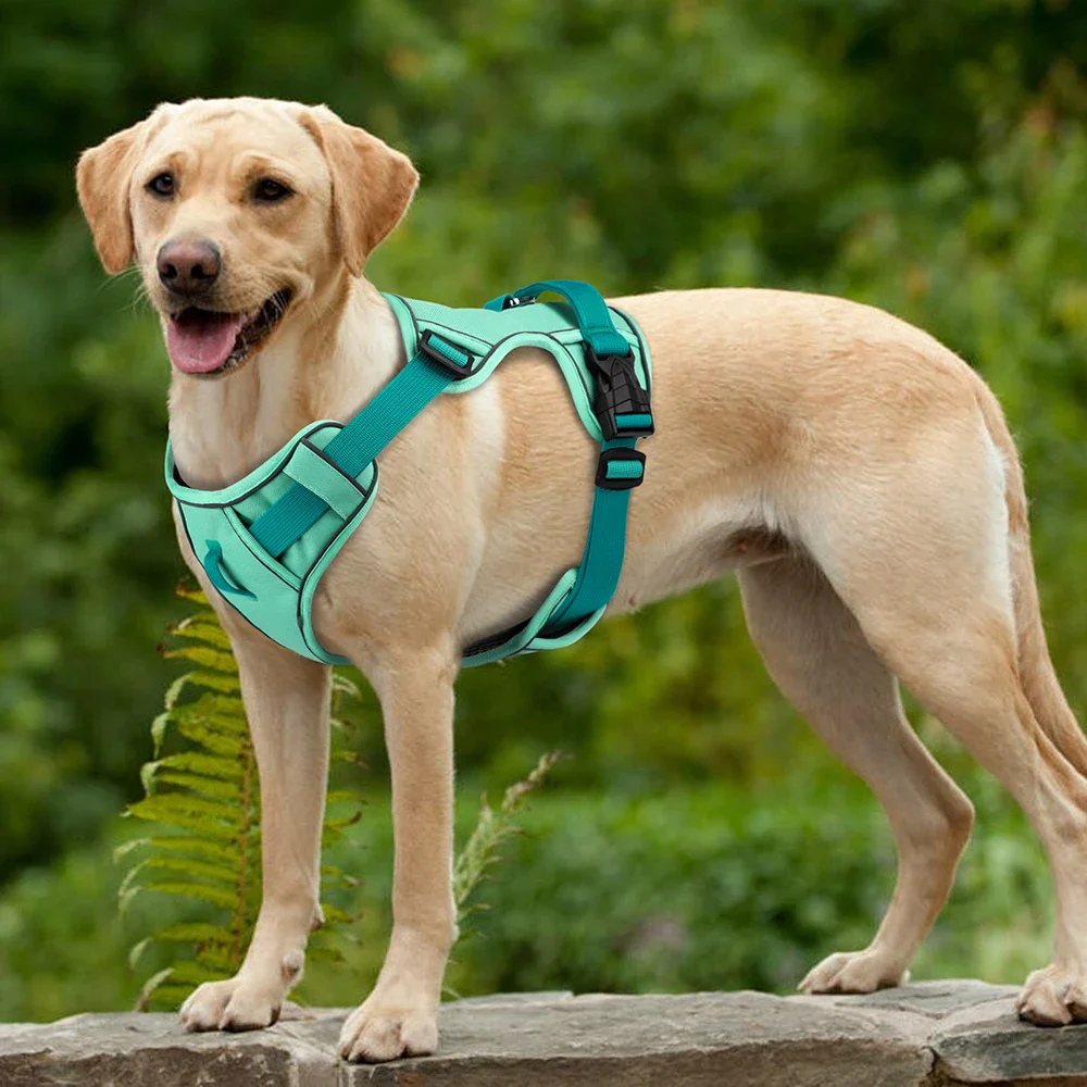 Didog Hondentuig Ademend Mesh Nylon | Reflecterend Duurzaam Verstelbaar | Roze/Oranje/Blauw | Geschikt voor Kleine Middelgrote Grote Honden | Voor Training en Wandelen | Alle Seizoenen - Image 4