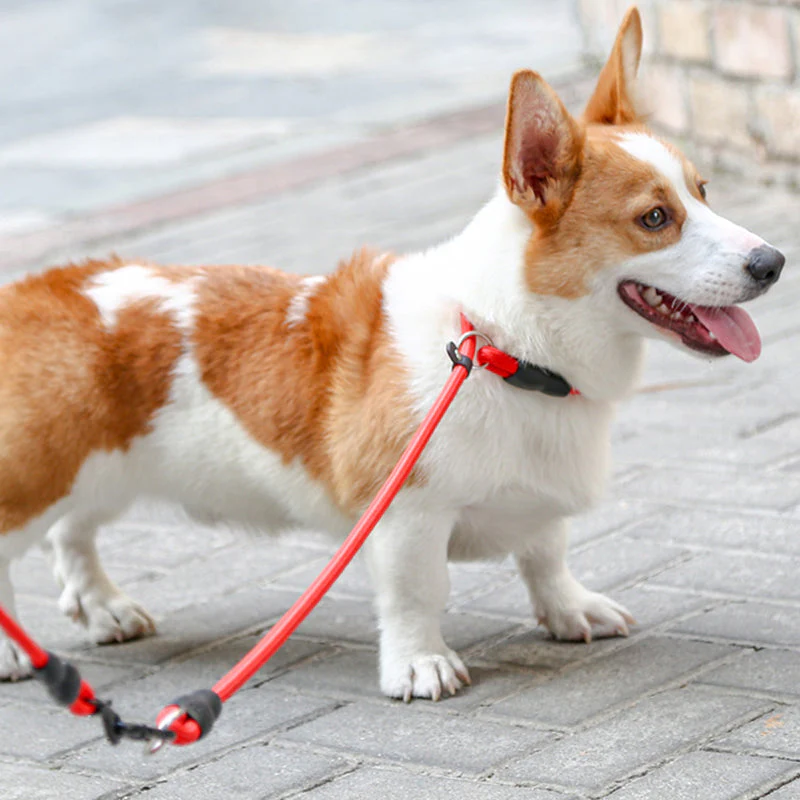 Nylon Verstelbare Halsband Voor Honden | Training en Wandelen | Hoogwaardige Veiligheidssluiting | Comfortabele Pasvorm | Geschikt Voor Alle Maten & Rassen | Rood, Blauw, Zwart of Oranje - Image 3
