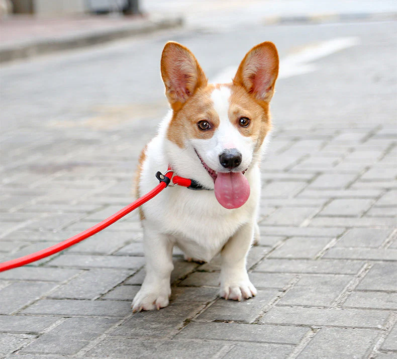 Nylon Verstelbare Halsband Voor Honden | Training en Wandelen | Hoogwaardige Veiligheidssluiting | Comfortabele Pasvorm | Geschikt Voor Alle Maten & Rassen | Rood, Blauw, Zwart of Oranje - Image 5