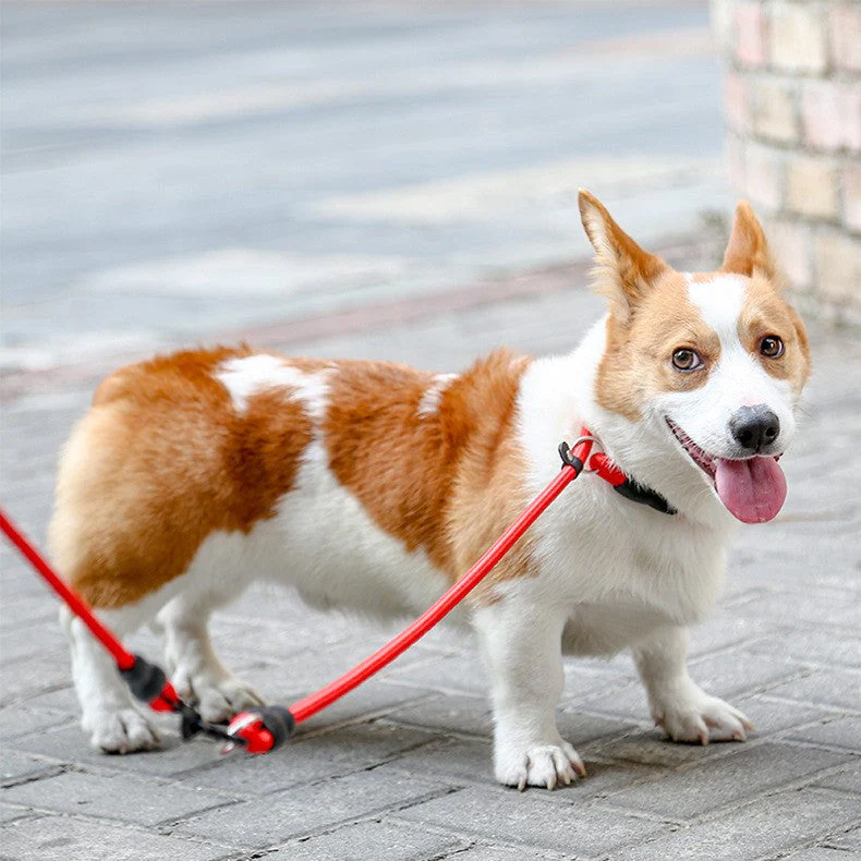 Nylon Verstelbare Halsband Voor Honden | Training en Wandelen | Hoogwaardige Veiligheidssluiting | Comfortabele Pasvorm | Geschikt Voor Alle Maten & Rassen | Rood, Blauw, Zwart of Oranje - Image 6