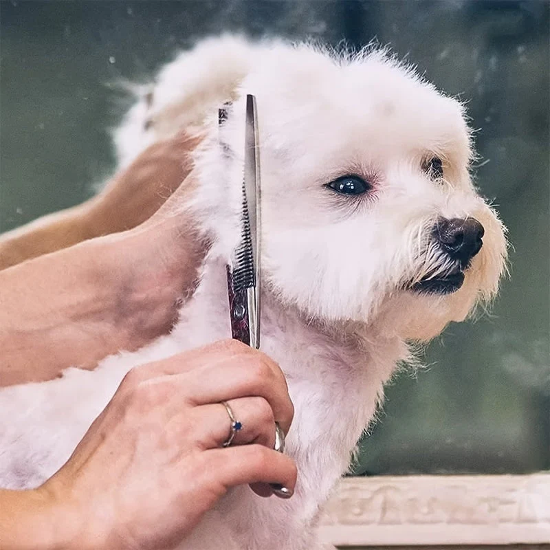 Verzorgingsset huisdieren | 2 roestvrijstalen scharen met ronde punten | Kam inbegrepen | Voor honden en katten | Inclusief opbergetui | Vachtverzorging veilig en eenvoudig - Image 8