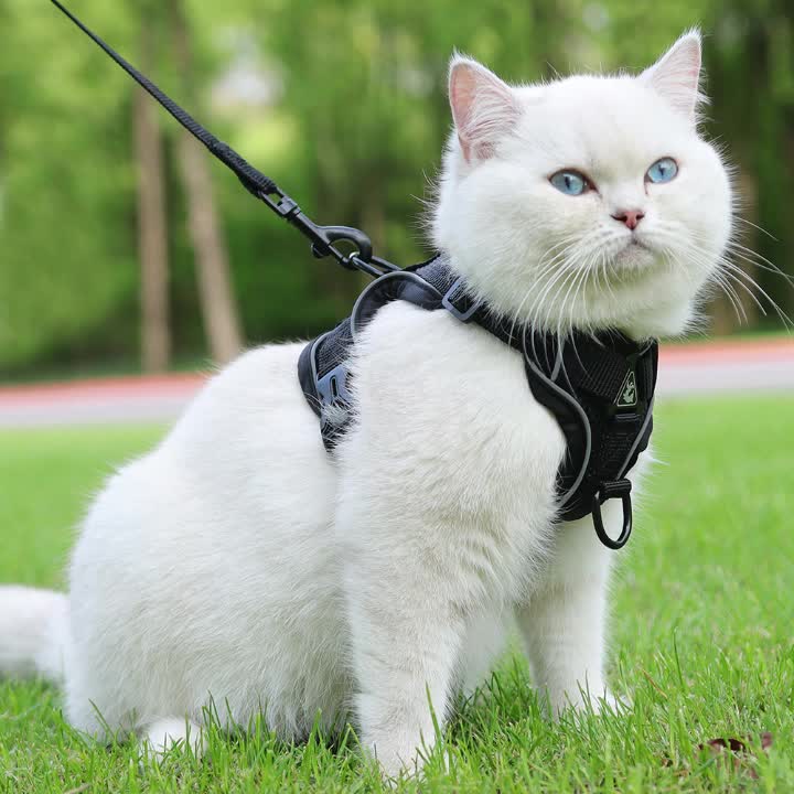 Reflecterend kattenharnas met riem | Ademend mesh materiaal | Verstelbaar ontwerp | Voor training en wandelen | Extra zichtbaarheid in het donker | Geschikt voor alle kattenmaten - Image 19