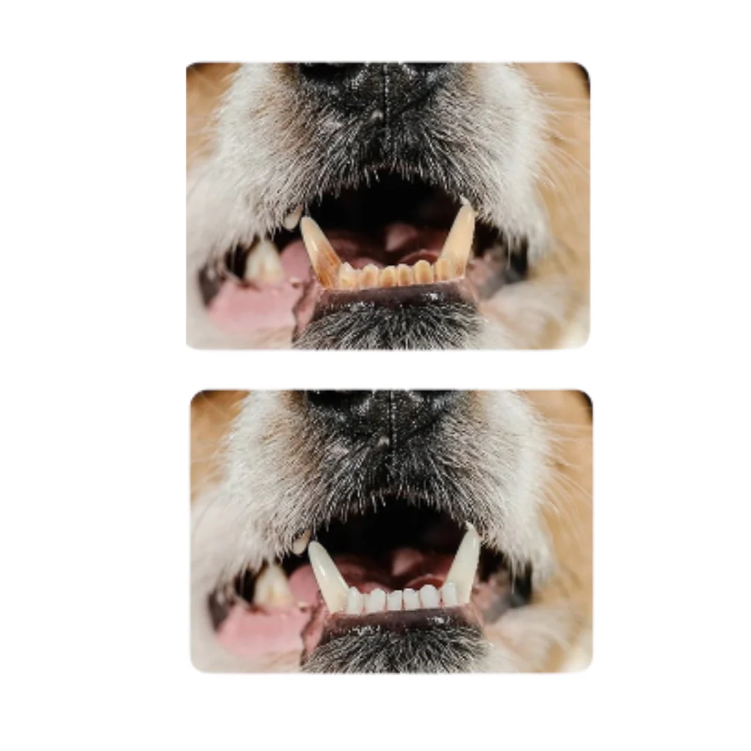 Rubberen Kauwspeeltje voor Honden | Tandenborstelfunctie | Met Traktatiehouder | Voor Schone Tanden en Gezond Tandvlees | Rood | 15 cm - Image 4