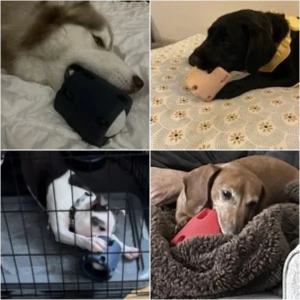 Interactief Apporteer & Kauwspeeltje voor Honden | Duurzaam & Kauwbestendig | Inclusief Tennisbalhouder | Huisdiervriendelijk & Niet-Giftig | Mentale & Fysieke Stimulatie - Image 4