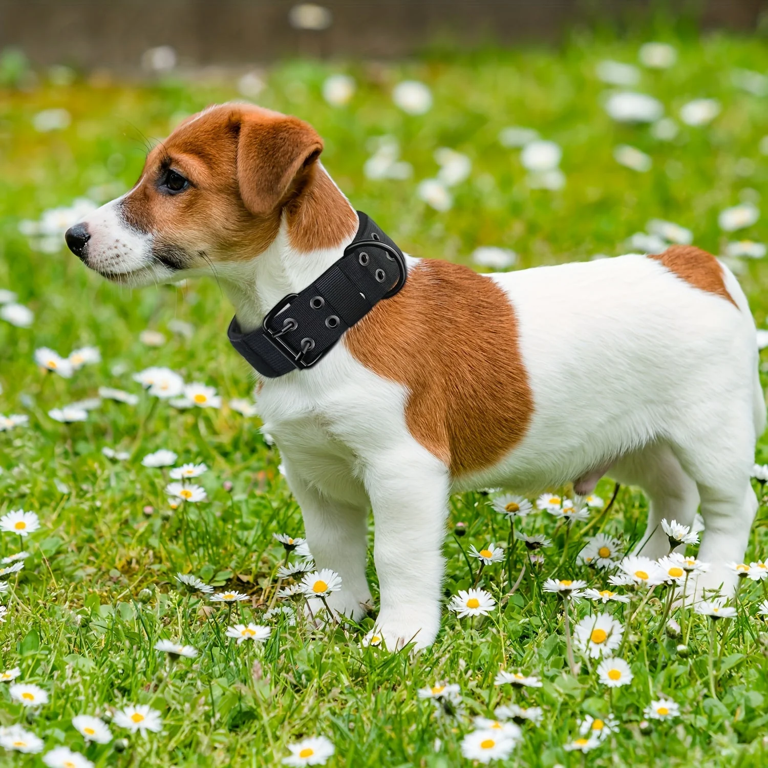 Verstelbare hondenhalsband van sterk nylon | Geschikt voor grote honden | Duurzaam, comfortabele pasvorm en stevige gespsluiting | Maten M, L, XL - Image 11