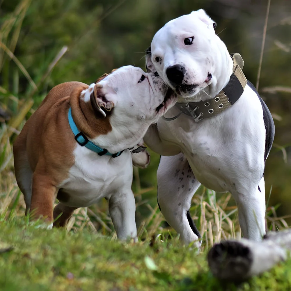 Verstelbare hondenhalsband van sterk nylon | Geschikt voor grote honden | Duurzaam, comfortabele pasvorm en stevige gespsluiting | Maten M, L, XL - Image 3