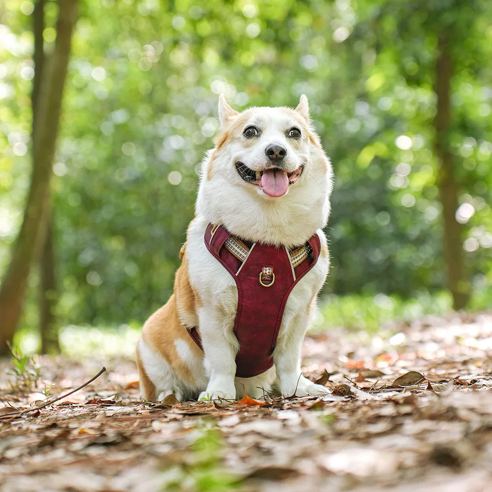 Didog Hondenharnas Nylon en PU | Waterdicht en Verstelbaar | Reflecterende Strip | Wandelen en Training | Groen, Rood, Bruin | Geschikt voor Kleine, Middelgrote en Grote Honden | Duurzaam en Veilig - Image 5