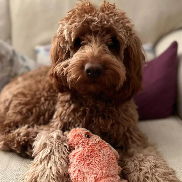 Interactief Speelgoed Kreeft | Mentale Stimulatie voor Honden | Onvoorspelbare Bewegingspatronen | Angstreductie en Lichamelijke Activiteit | Houdt Honden Urenlang Vermaakt | Voorkomt Destructief Kauwen | Piepend Plezier voor Actieve Honden - Image 2