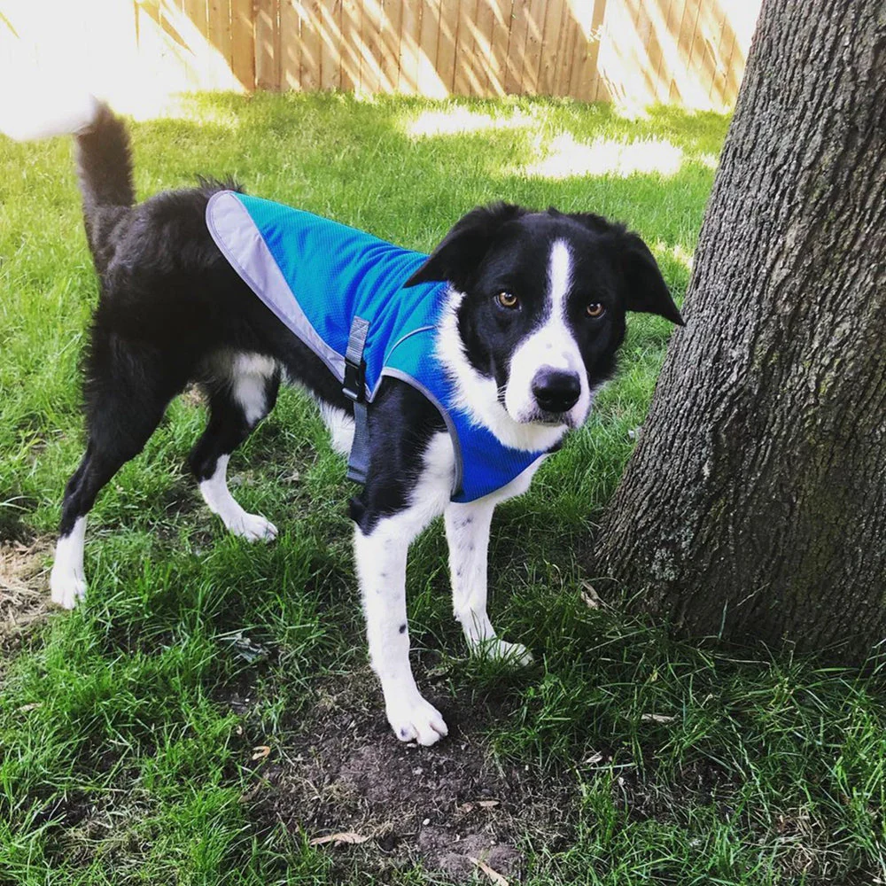 Verkoelend Hondenvest | Verstelbaar & Reflecterend | Hond Hittebescherming | Comfortabel Ademend Mesh | Harnasvriendelijk | Blauw & Regenboog | S-XXL - Image 5